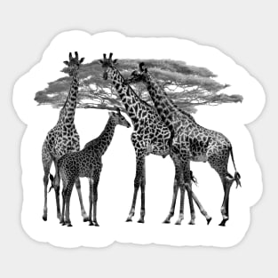 Giraffe - Family on Safari in Kenya / Africa Sticker